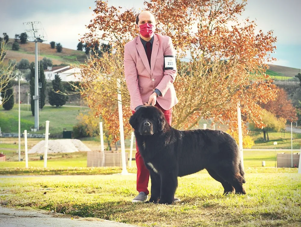 Hotel canino Oolum´s Newfoundlands - São João da Madeira pet otel