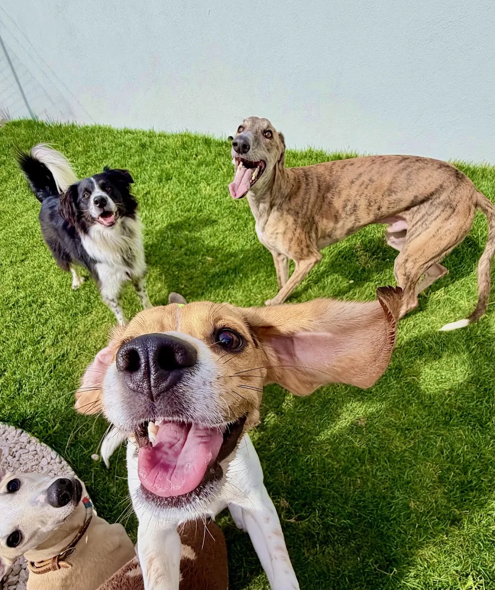 Jai PetLover- Pet Hotel, Creche Canina e Pet Sitter - São João da Madeira pet otel