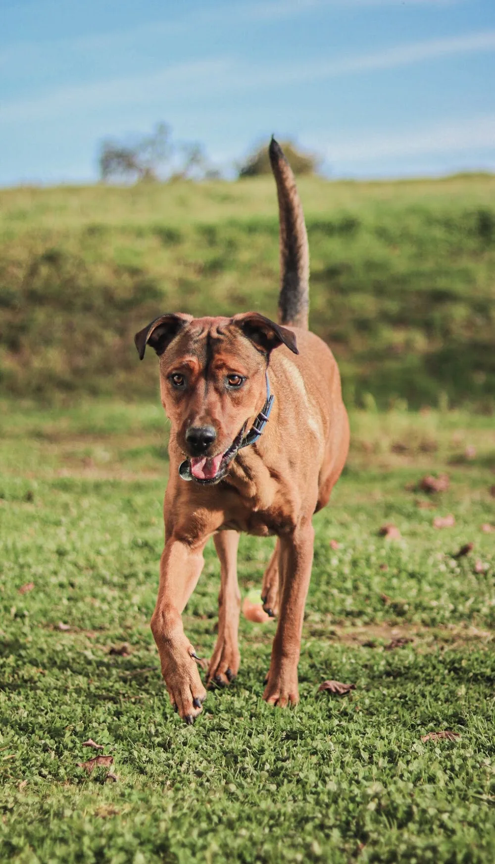 Dog'ynamic - Pension Canine Féline et Nacs Familiale - Saône-et-Loire pet otel görseli 2