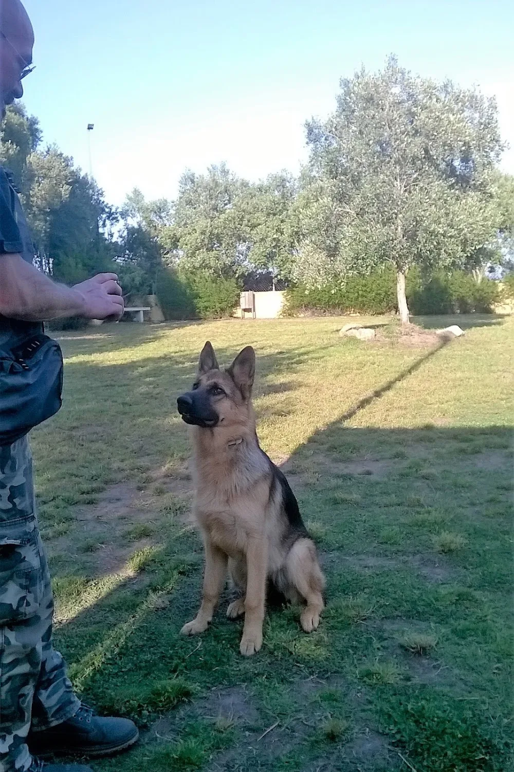 ASD Olimpo Progetto Cinofilia - Sardinia pet otel görseli 3