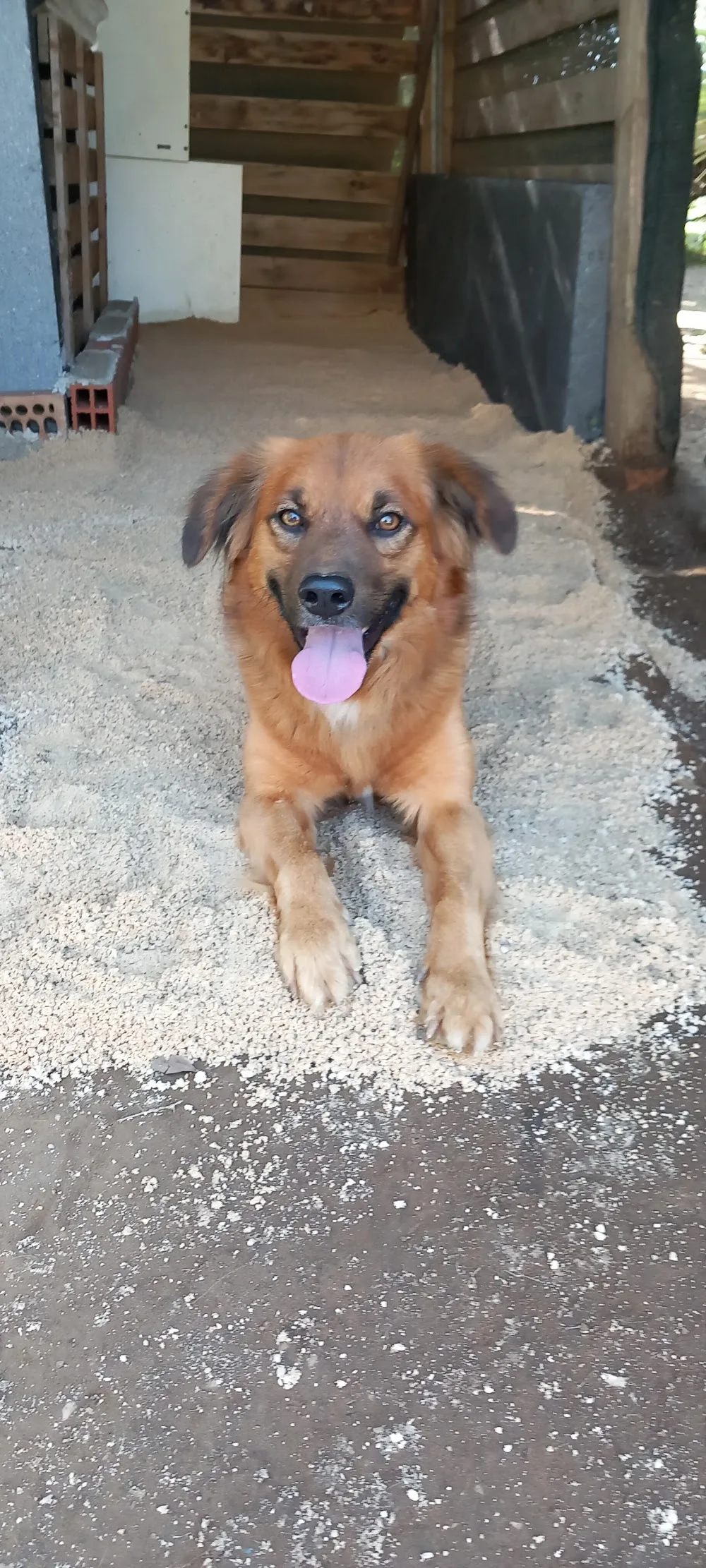 Canile Primavera - Sardinia pet otel