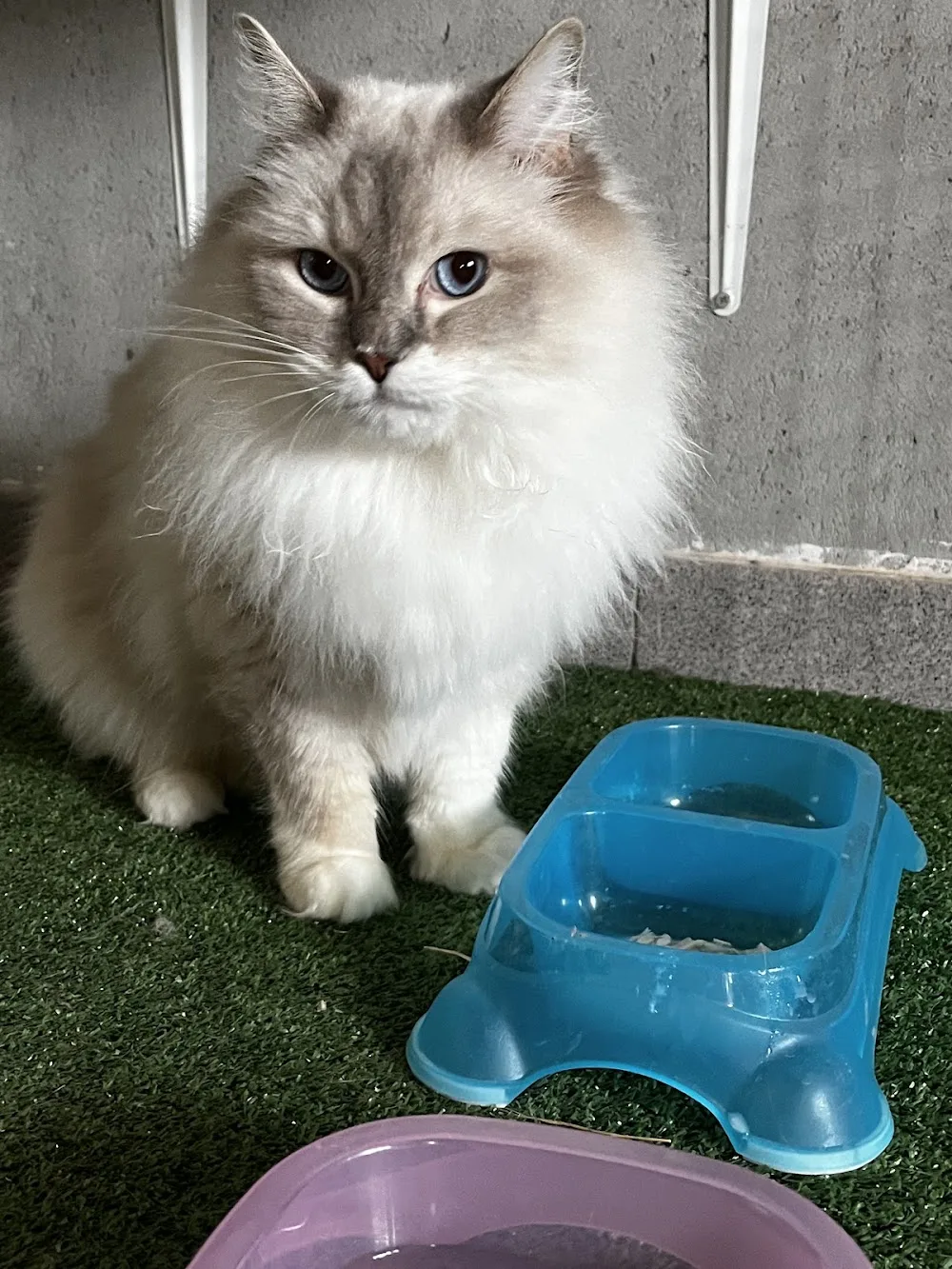 Pensione cani e gatti abbaiare stanca ( casalinga) - Sardinia pet otel