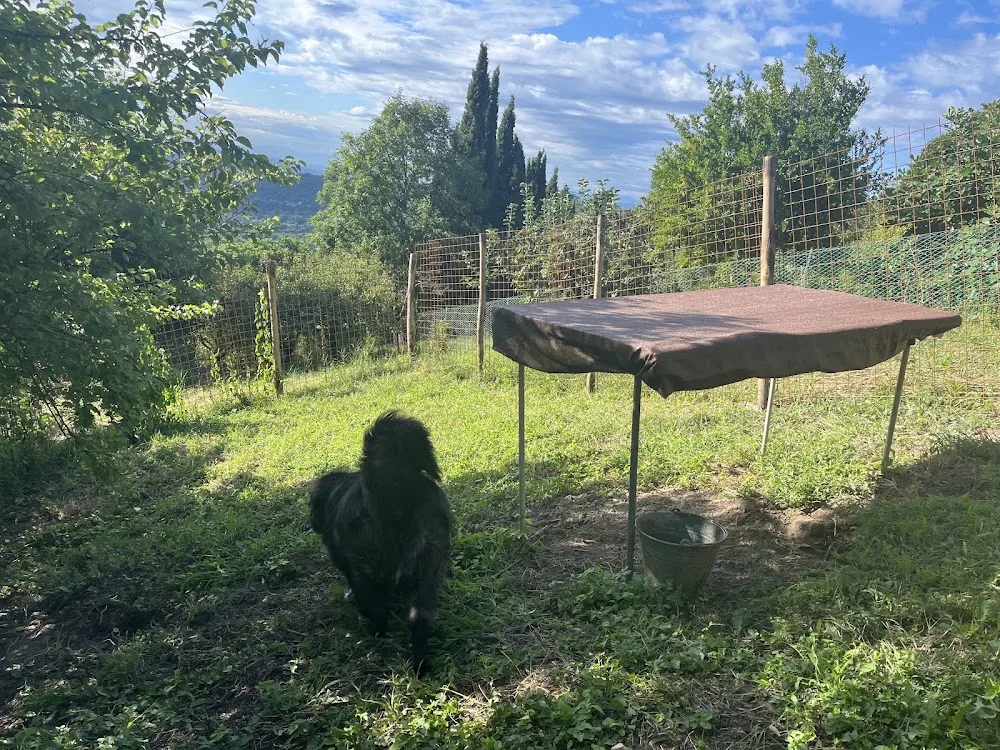 Pensione cani e gatti abbaiare stanca ( casalinga) - Sardinia pet otel görseli 3