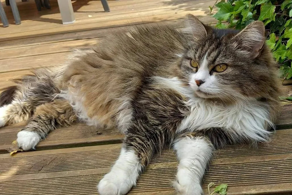 À la maison des chats - garde de chats Le Mans - Sarthe pet otel