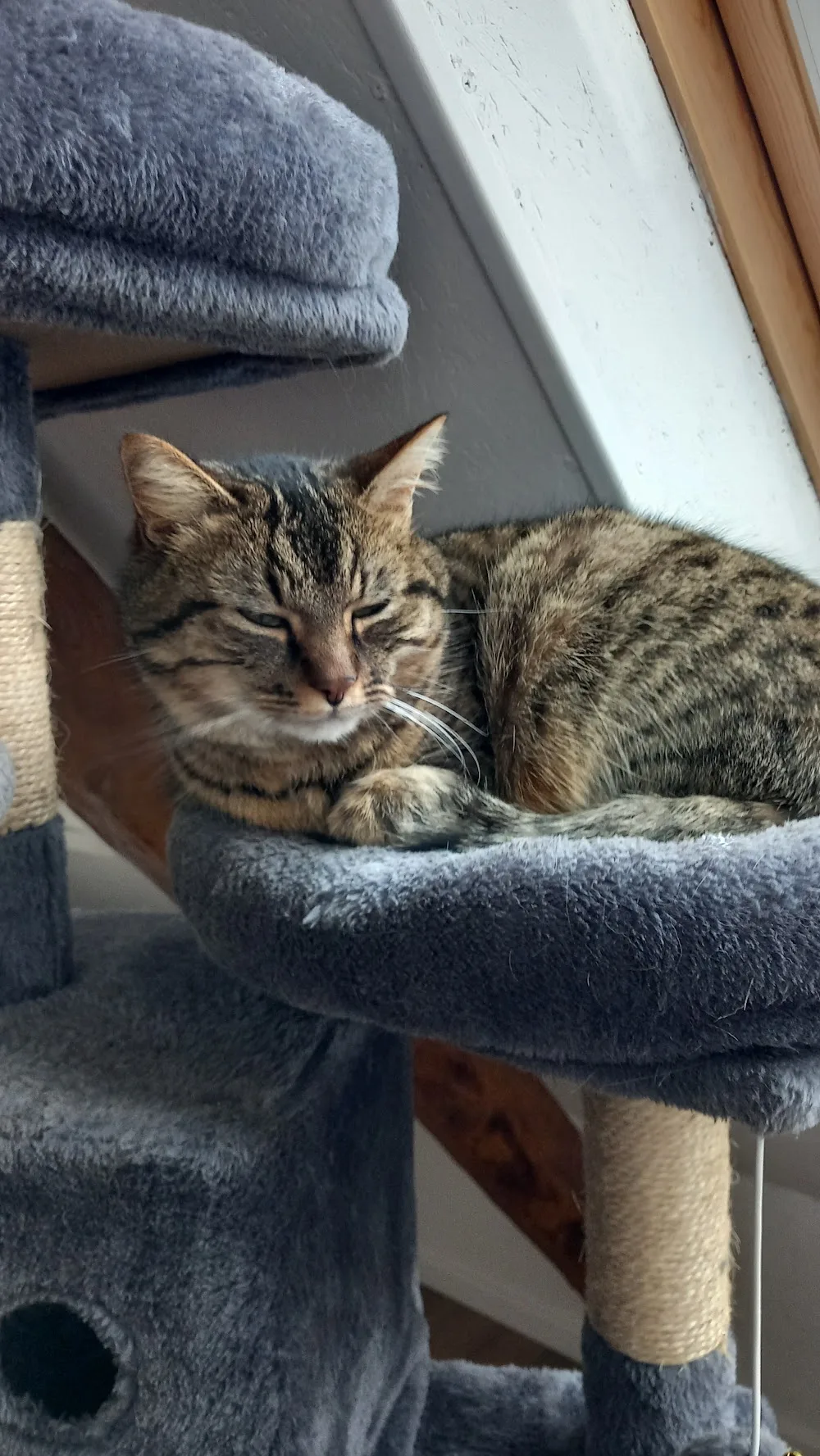 À la maison des chats - garde de chats Le Mans - Sarthe pet otel görseli 3