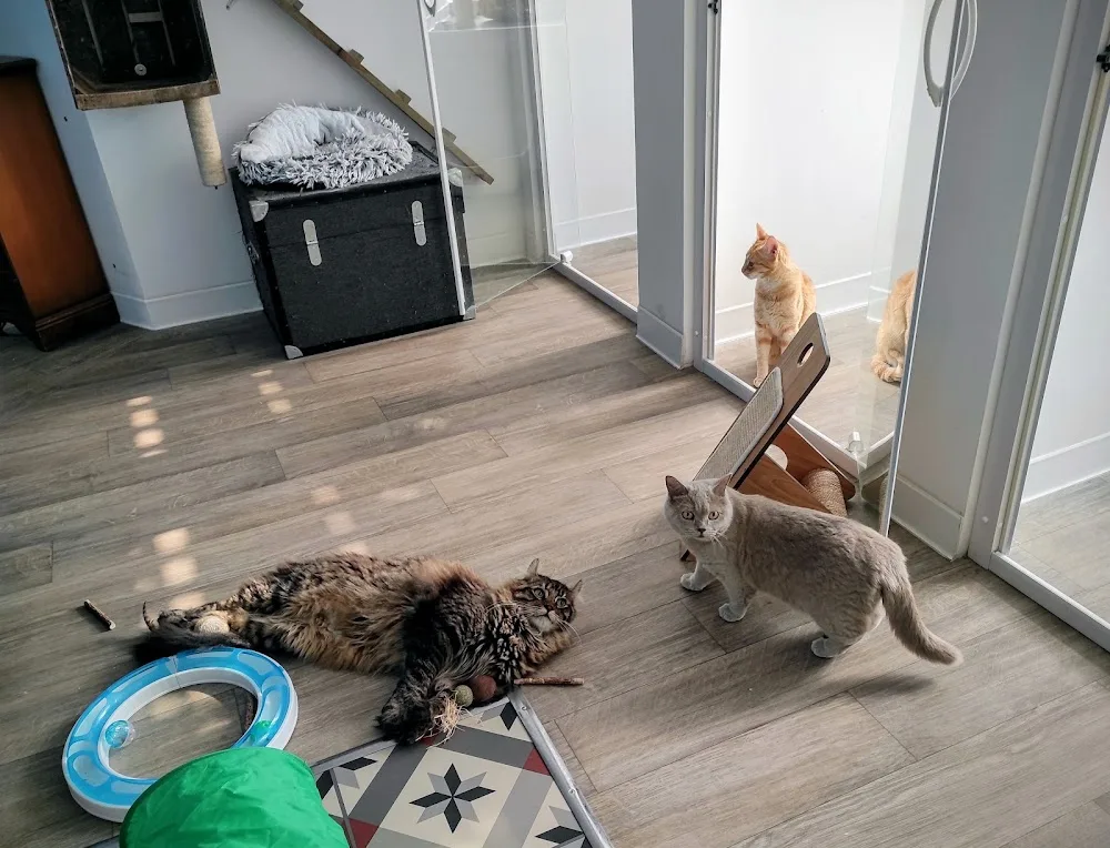 Chez Grisette - Hôtel pour chats - Le Mans - Sarthe pet otel görseli 3