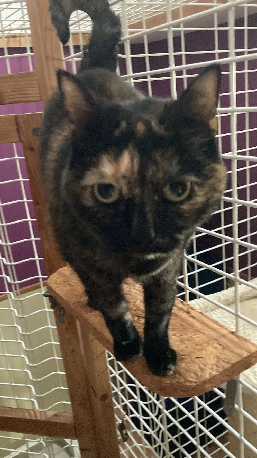 Pension chats Pruillé-le-Chétif - Sarthe pet otel görseli 3