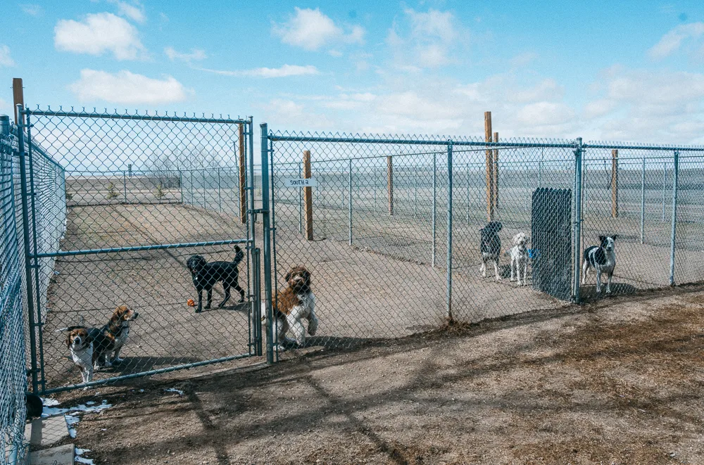A Second Family Dog Lodge - Saskatchewan pet otel
