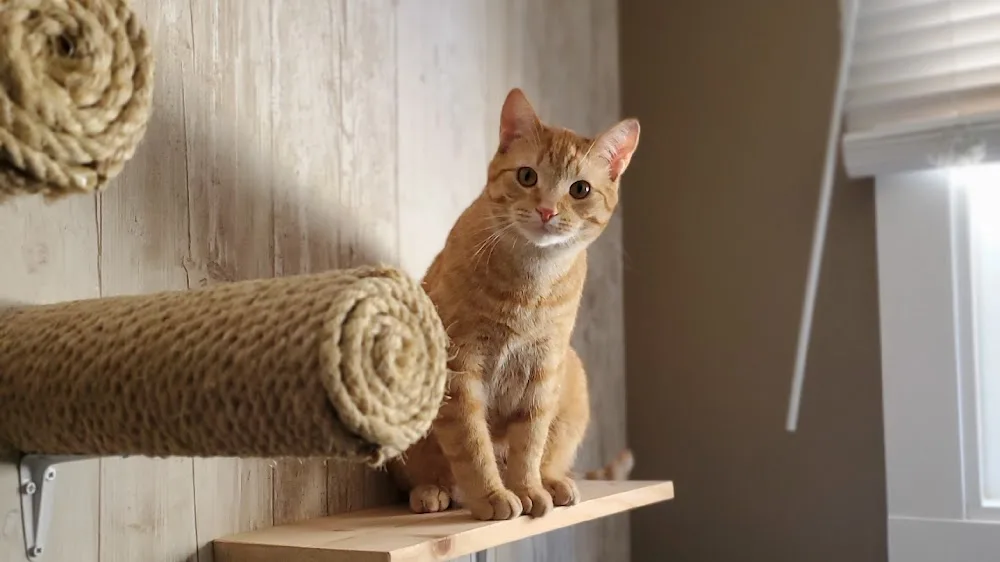 Adventure Purr Cat Boarding and Pet Salon - Saskatchewan pet otel