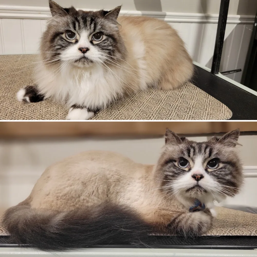 Adventure Purr Cat Boarding and Pet Salon - Saskatchewan pet otel görseli 3