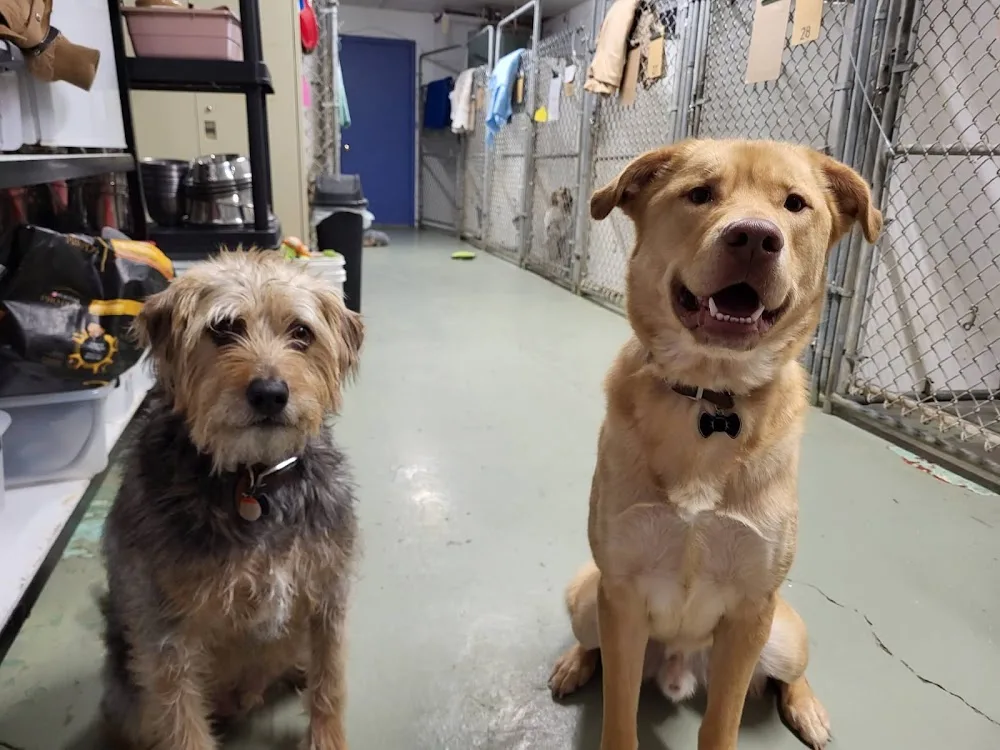 Artistique Acres Pet Resort - Saskatchewan pet otel