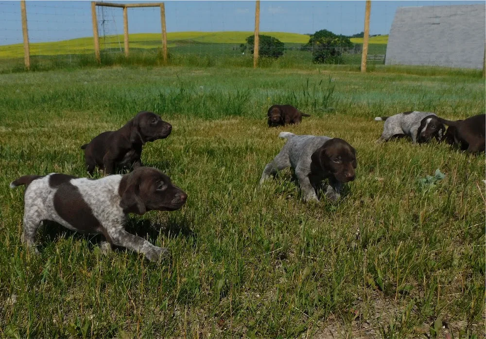 Belmar Kennel - Saskatchewan pet otel