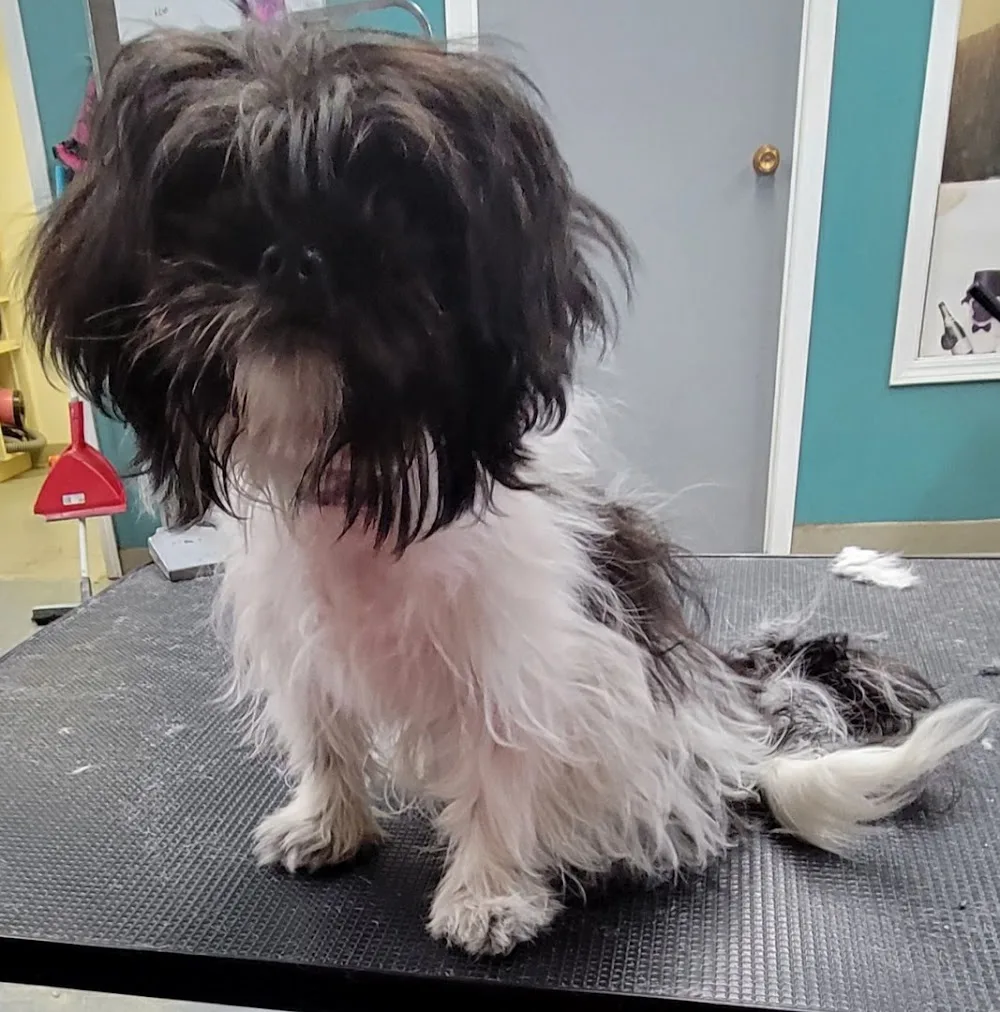 BHS Boarding and Grooming - Saskatchewan pet otel
