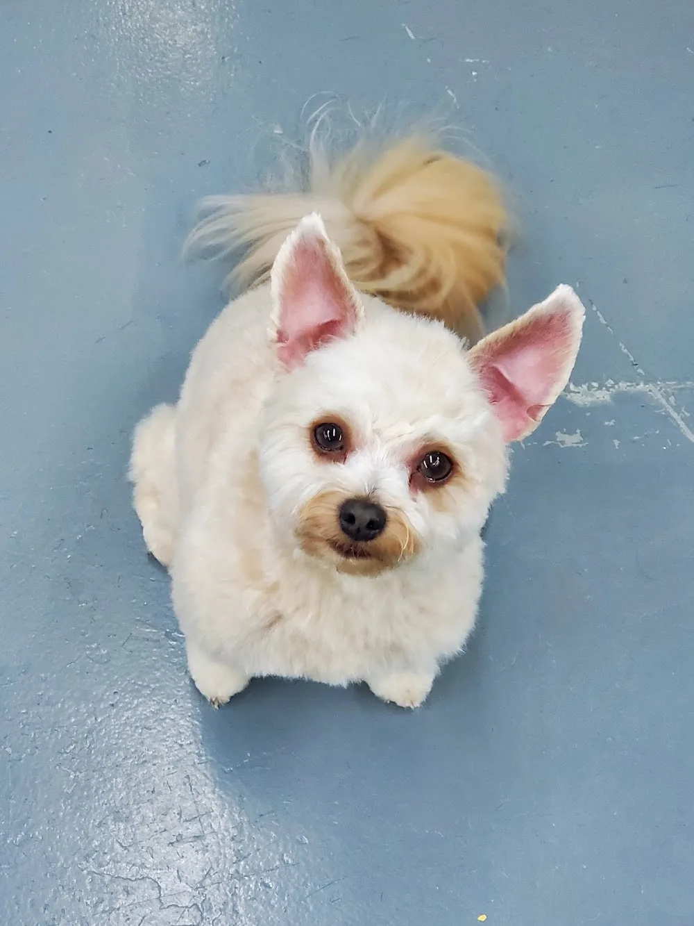 BHS Boarding and Grooming - Saskatchewan pet otel görseli 3