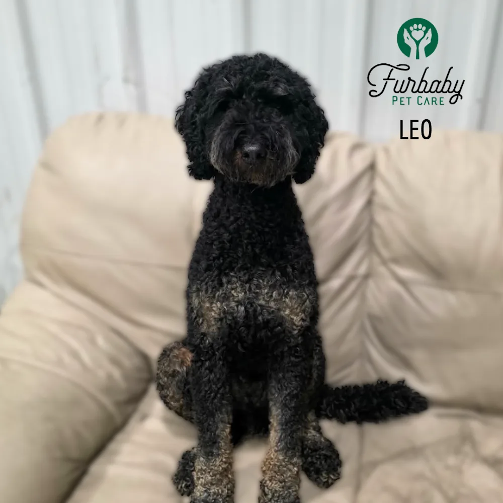 Furbaby Pet Care - Saskatchewan pet otel