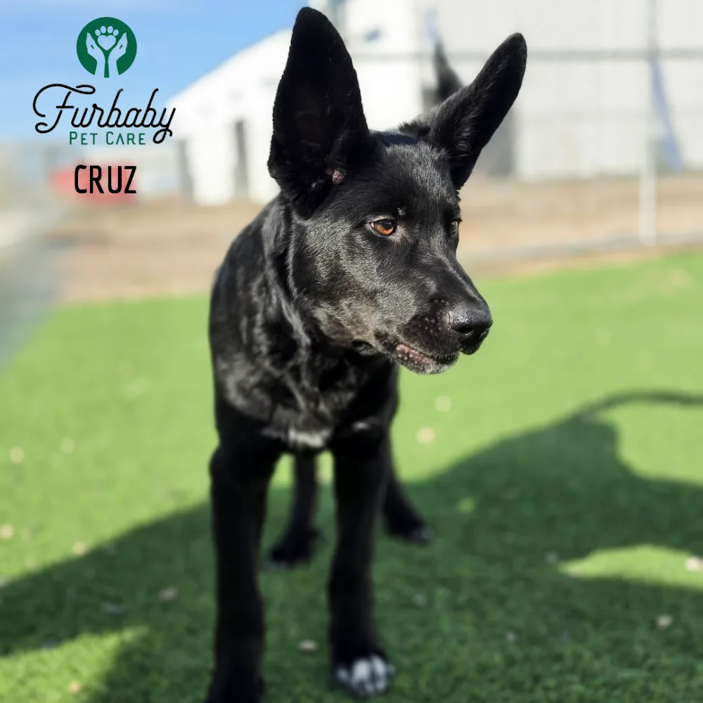 Furbaby Pet Care - Saskatchewan pet otel görseli 3