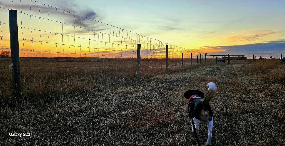 Hague Lake Pet Resort - Saskatchewan pet otel