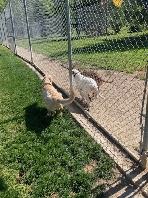 Hatricks House Boarding Kennel - Saskatchewan pet otel görseli 2
