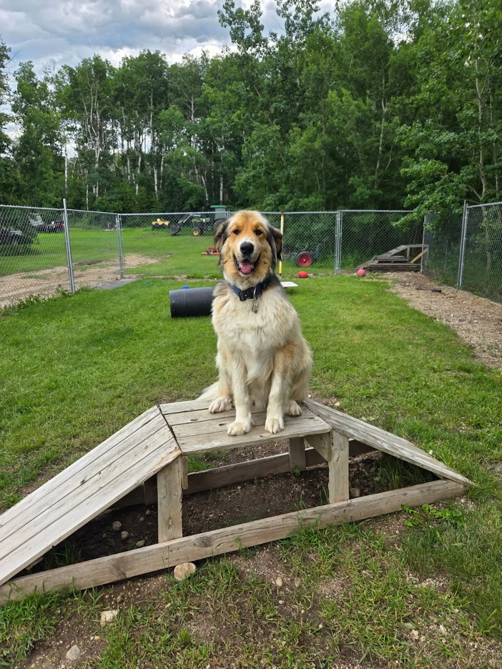 Just Fur Now Kennels - Saskatchewan pet otel görseli 3