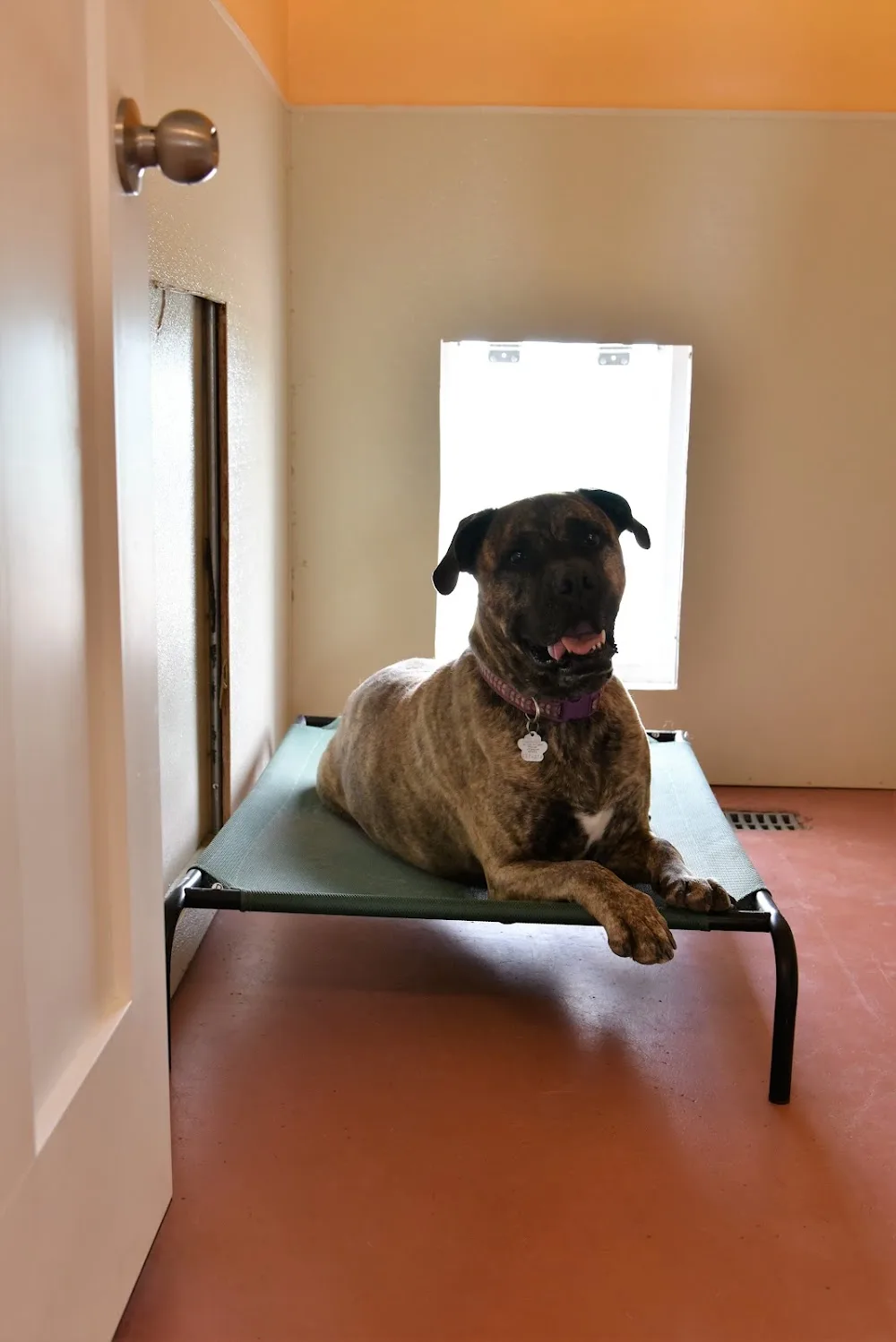 Lucky Doggy Pet Resort - Saskatchewan pet otel