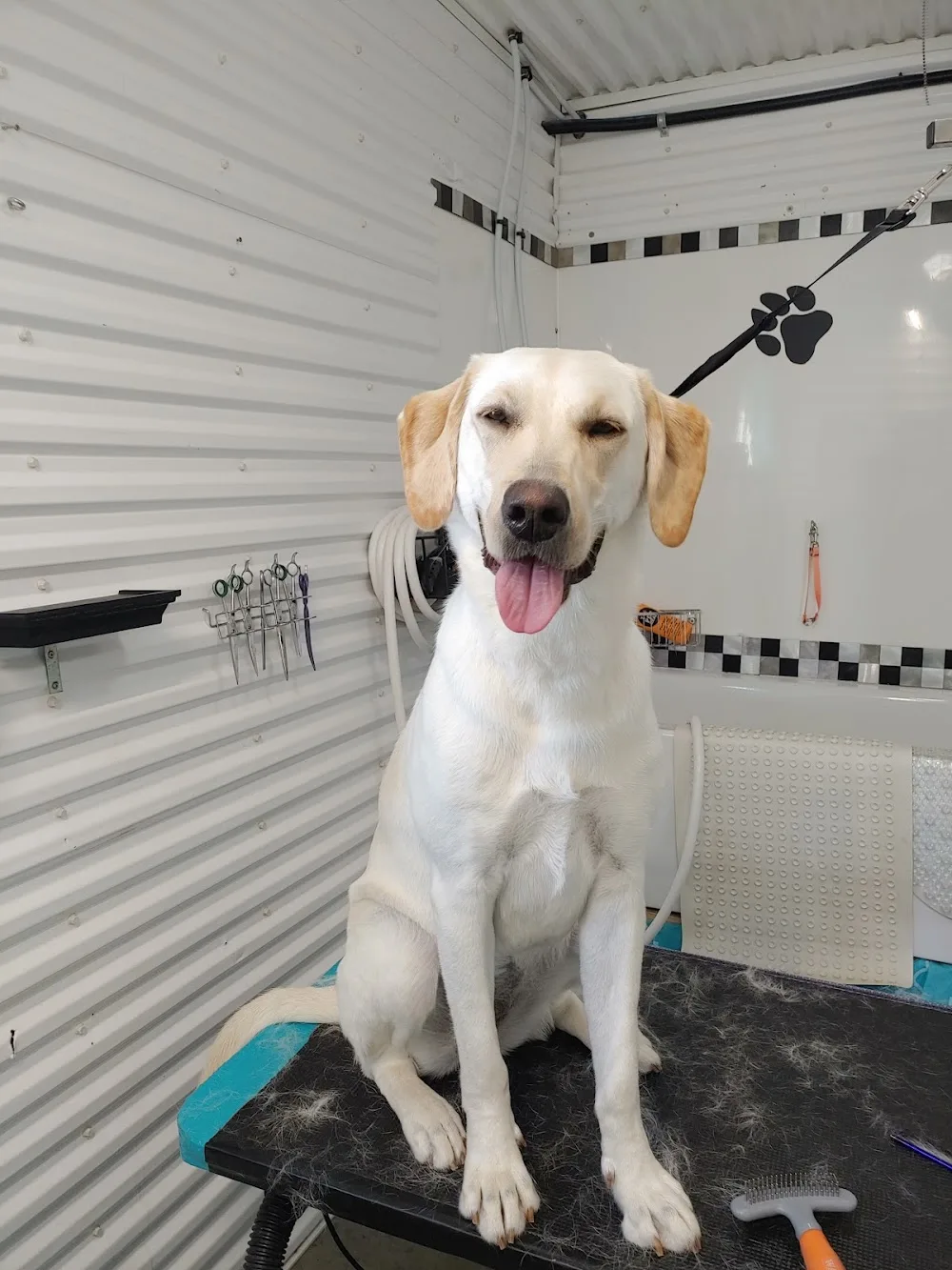 Melfort Comfy Kennels - Saskatchewan pet otel