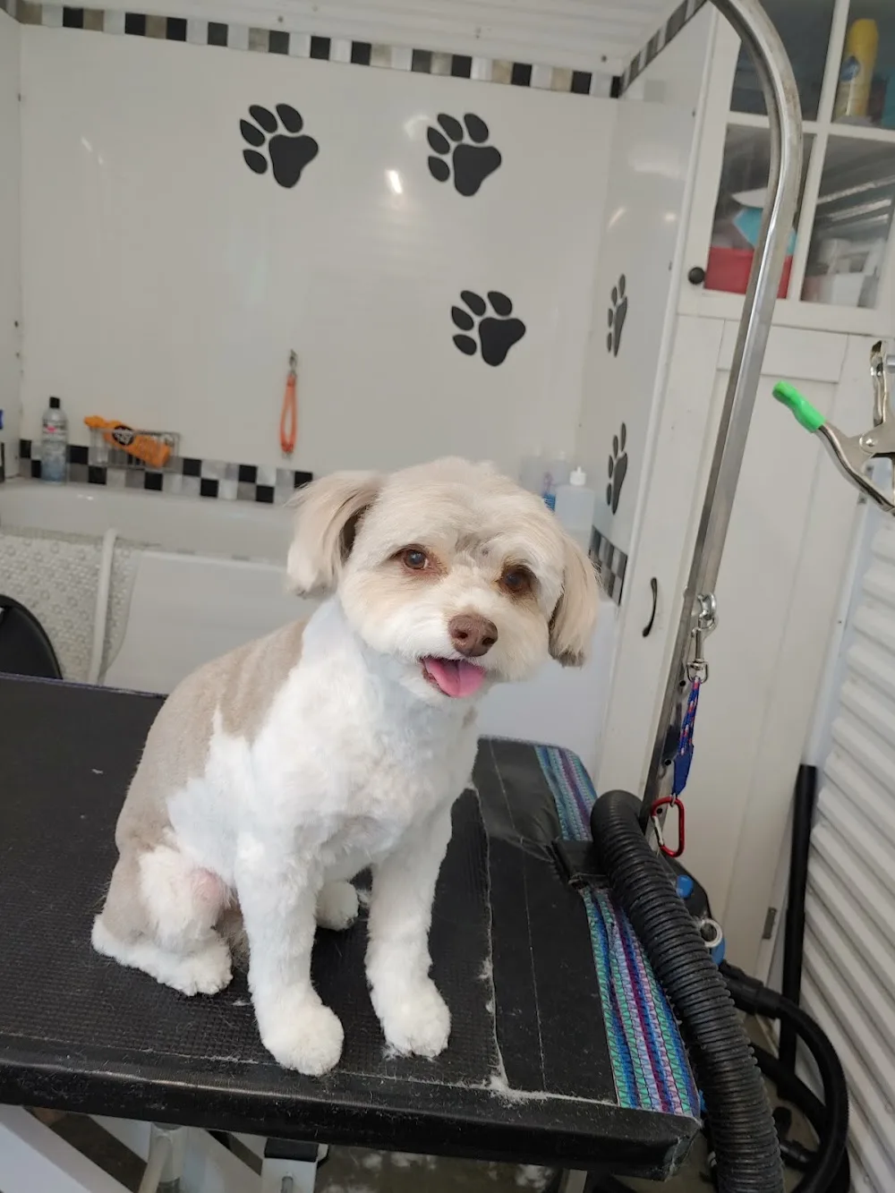 Melfort Comfy Kennels - Saskatchewan pet otel görseli 3