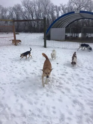 Oak Lane Boarding Kennels - Saskatchewan pet otel görseli 3