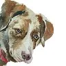 Paws Claws N' Tails Dog and Cat Boarding and Daycare Moose Jaw and Area - Saskatchewan pet otel görseli 4