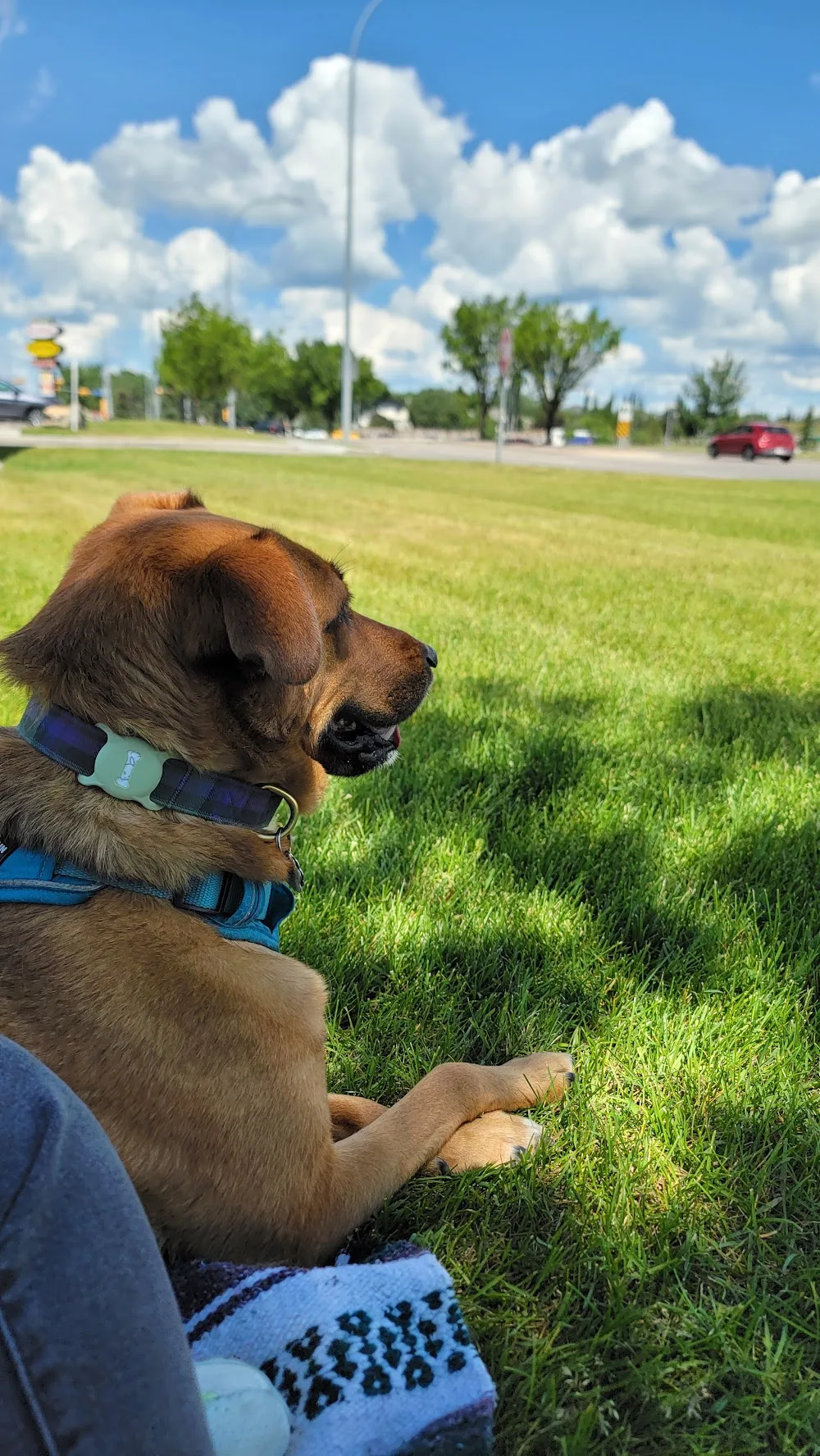 Pet Priority - Saskatchewan pet otel görseli 3