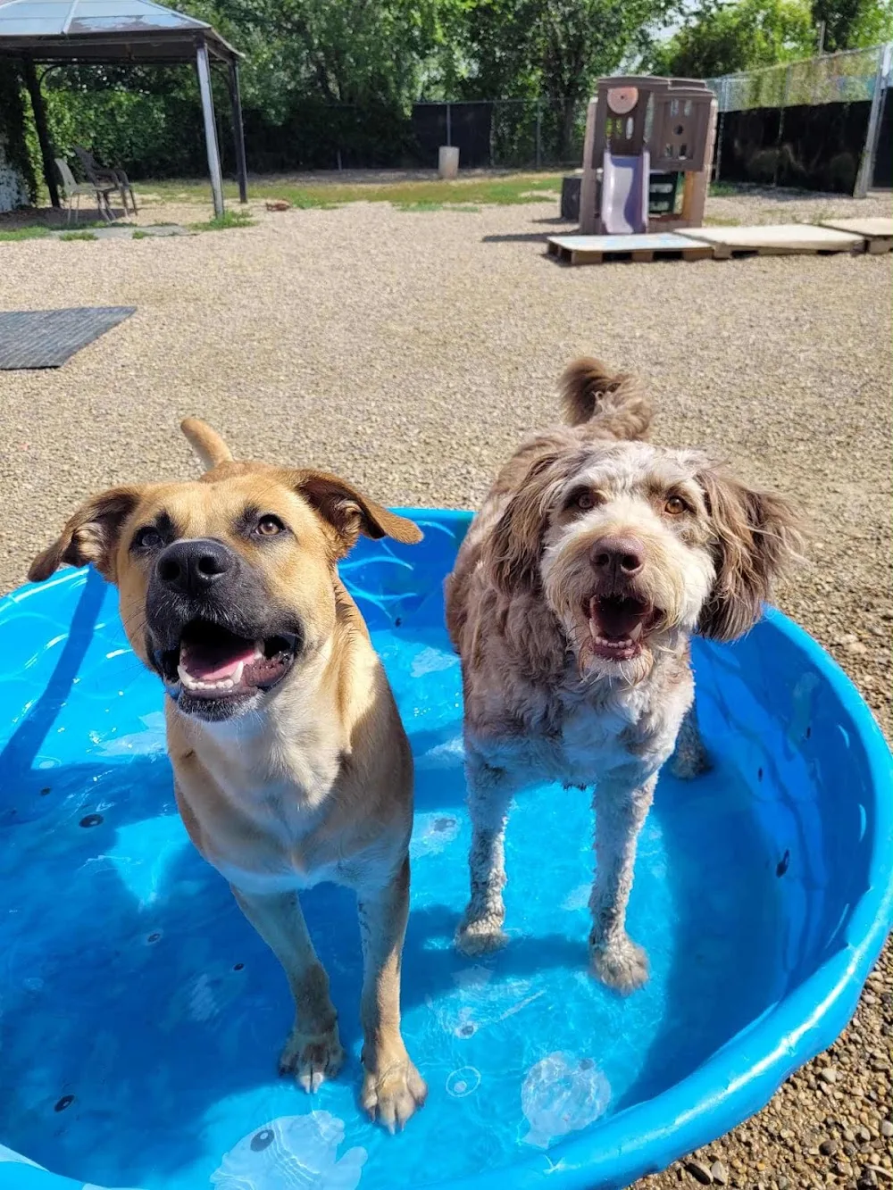 Playful Paws Kennel & Care Acreage Location - Saskatchewan pet otel