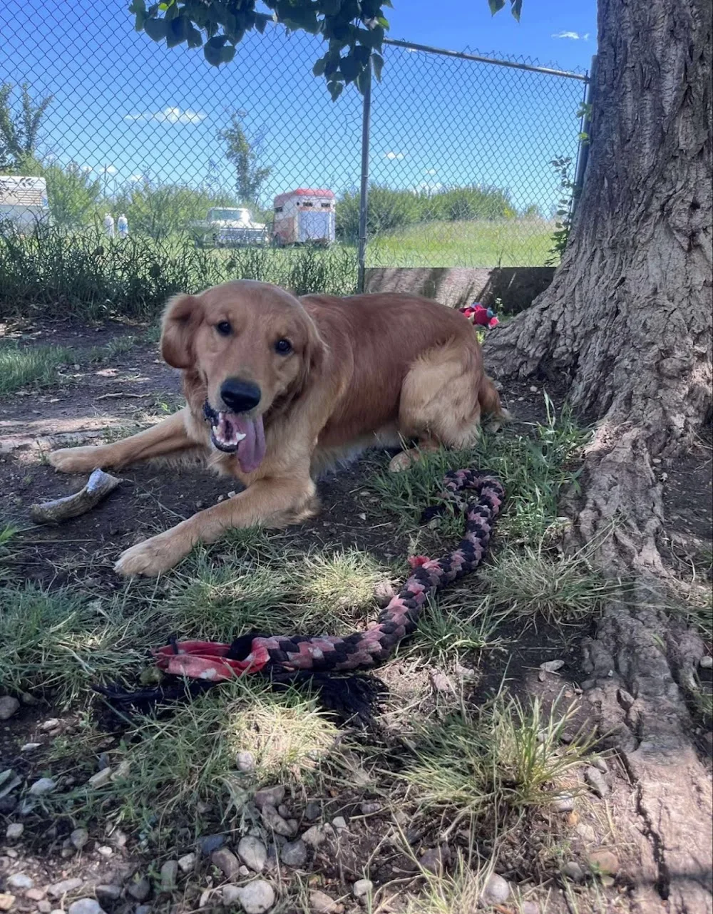 Playful Paws Kennel & Care Acreage Location - Saskatchewan pet otel görseli 3