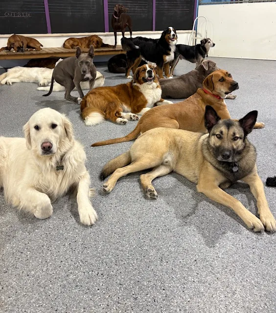 Playful Paws Kennel & Care Saskatoon Urban - Saskatchewan pet otel görseli 2