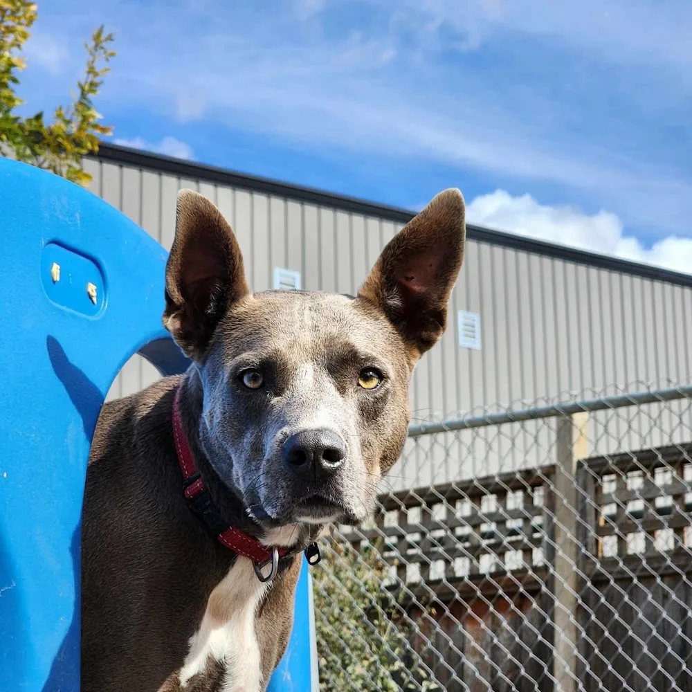 Playful Paws Kennel & Care Saskatoon Urban - Saskatchewan pet otel görseli 3