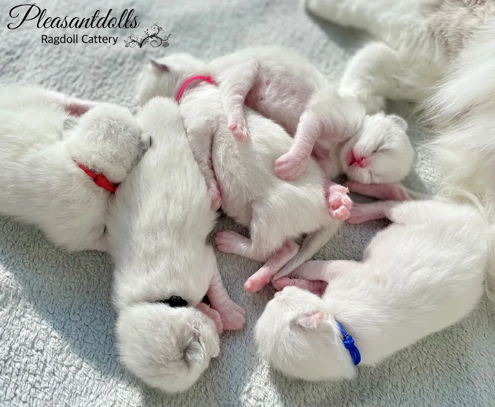 Pleasantdoll Ragdolls - Saskatchewan pet otel