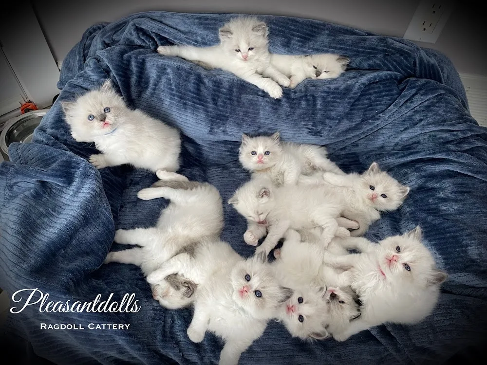 Pleasantdoll Ragdolls - Saskatchewan pet otel görseli 3