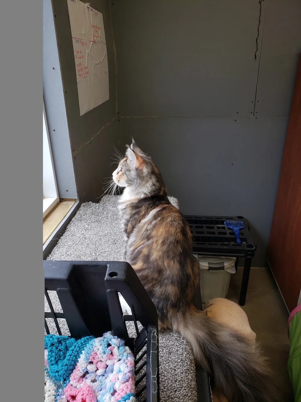 Riverside Resort: Pets on Vacation - Saskatchewan pet otel görseli 3