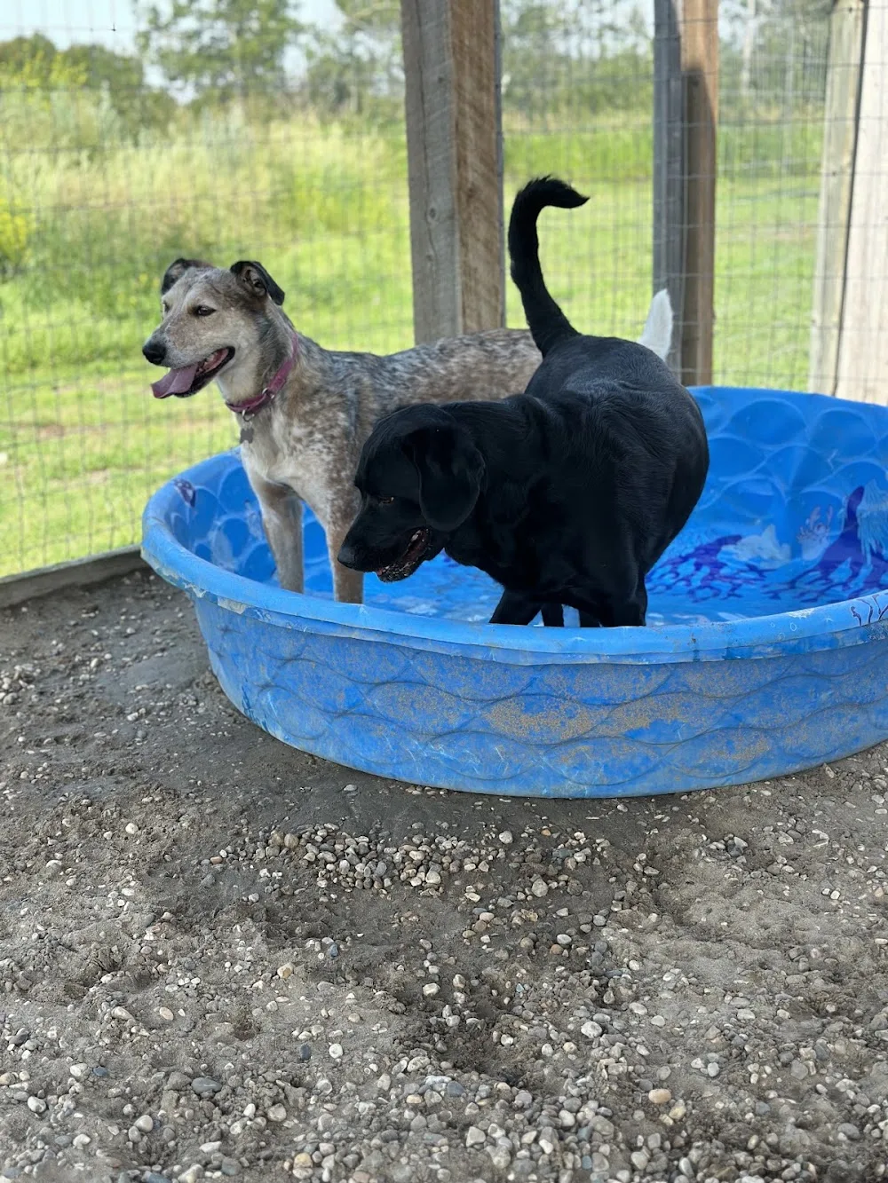 Ta Ta Fur Now K9 Country Lodge (Home of We All Need A Rescue K9 Rescue) - Saskatchewan pet otel görseli 2