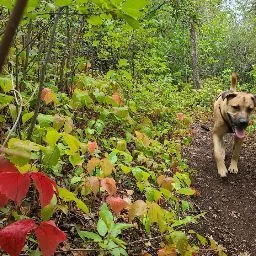 Ta Ta Fur Now K9 Country Lodge (Home of We All Need A Rescue K9 Rescue) - Saskatchewan pet otel görseli 5