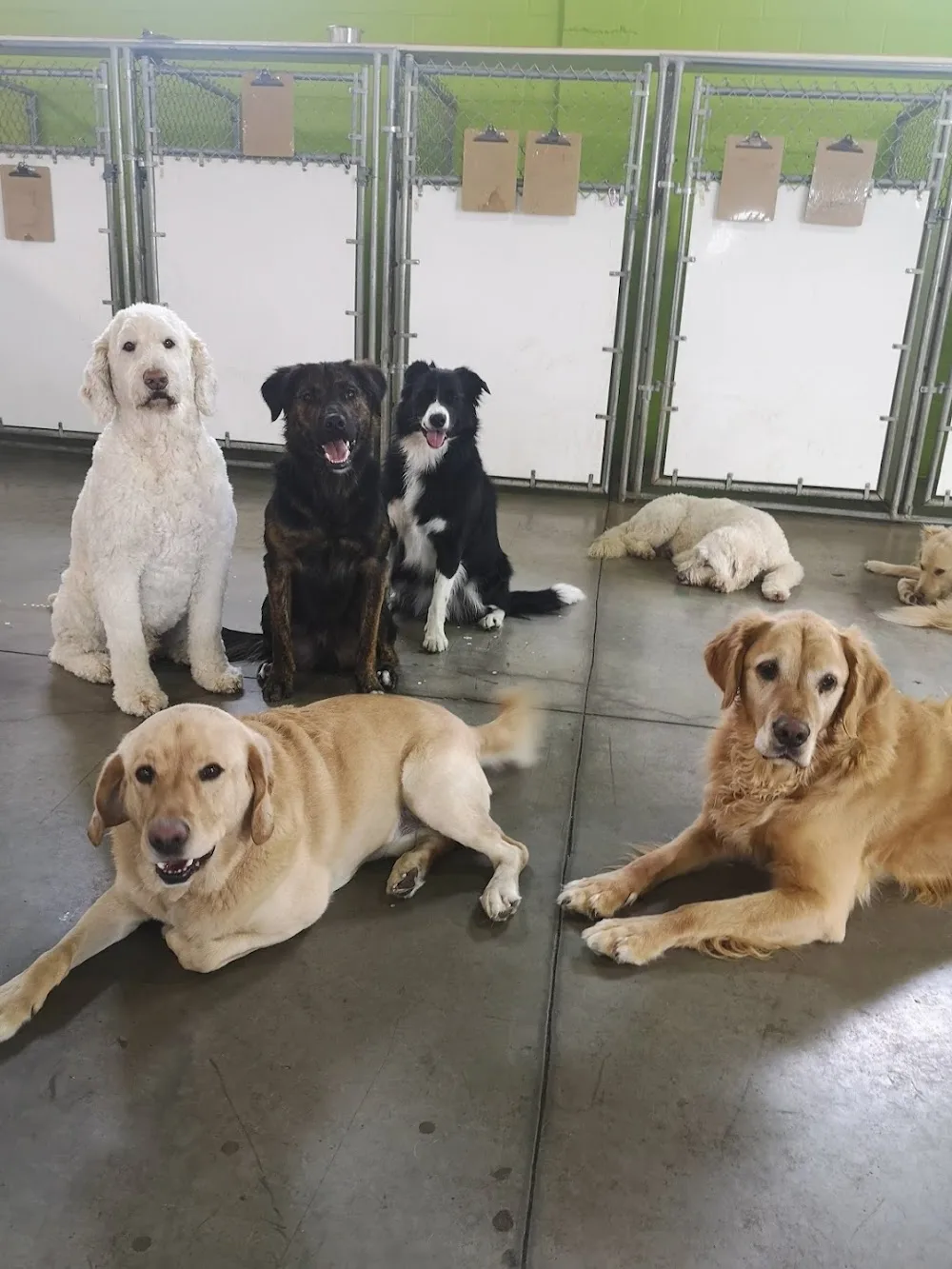 VIP Pet Care - Saskatchewan pet otel görseli 2