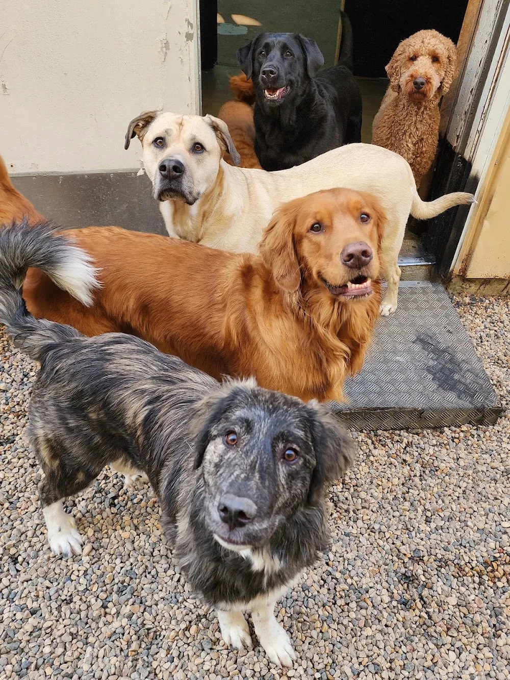 Wag-A-Tail Doggie Daycare - Saskatchewan pet otel