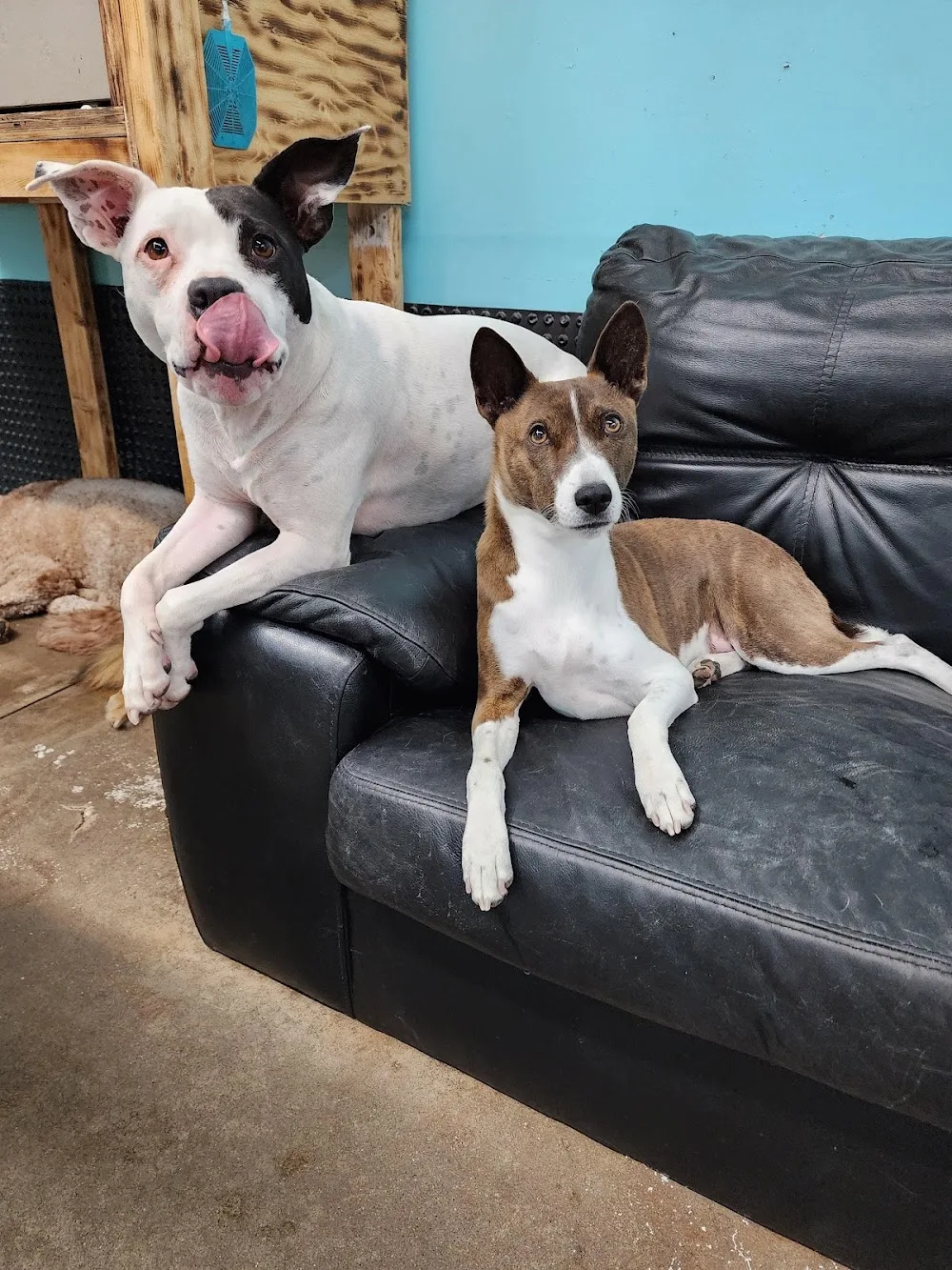 Wag-A-Tail Doggie Daycare - Saskatchewan pet otel görseli 3