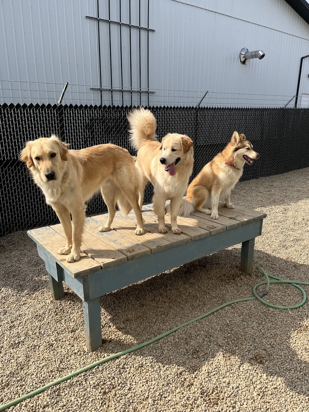 Wag Dog Daycare & Boarding Centre - Saskatchewan pet otel