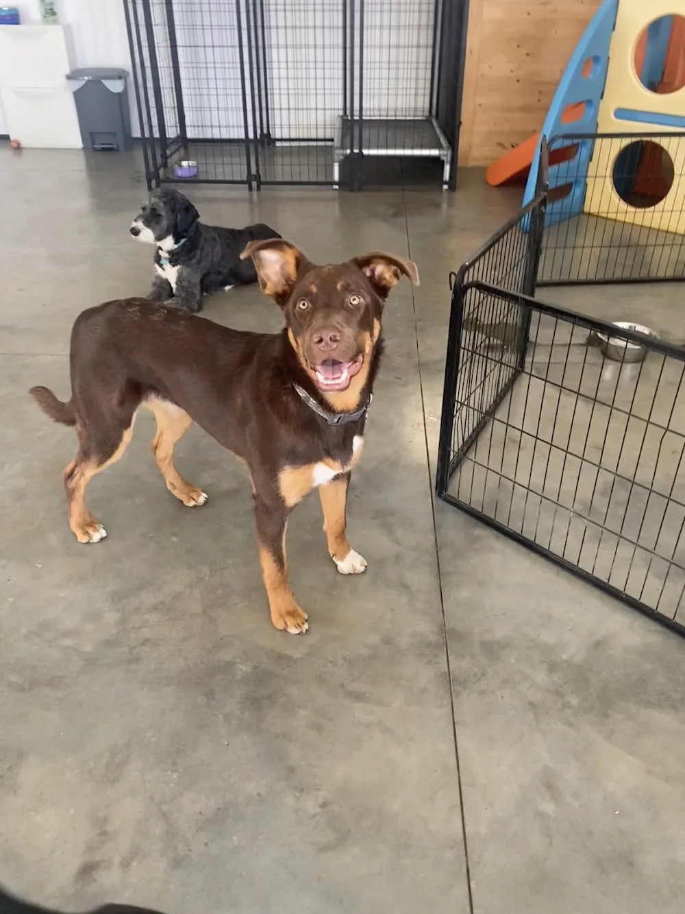 Wag Dog Daycare & Boarding Centre - Saskatchewan pet otel görseli 3