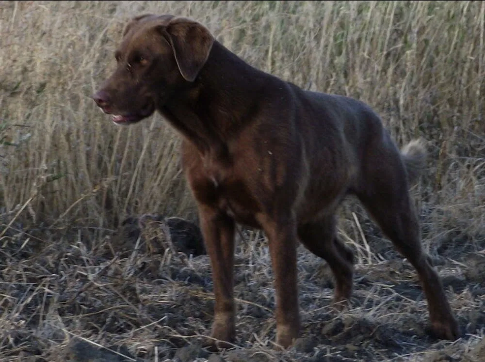 WESTERN KENNELS - Saskatchewan pet otel