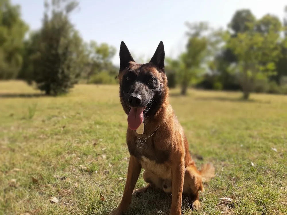 Il Parco del Cane - Sassari pet otel görseli 3