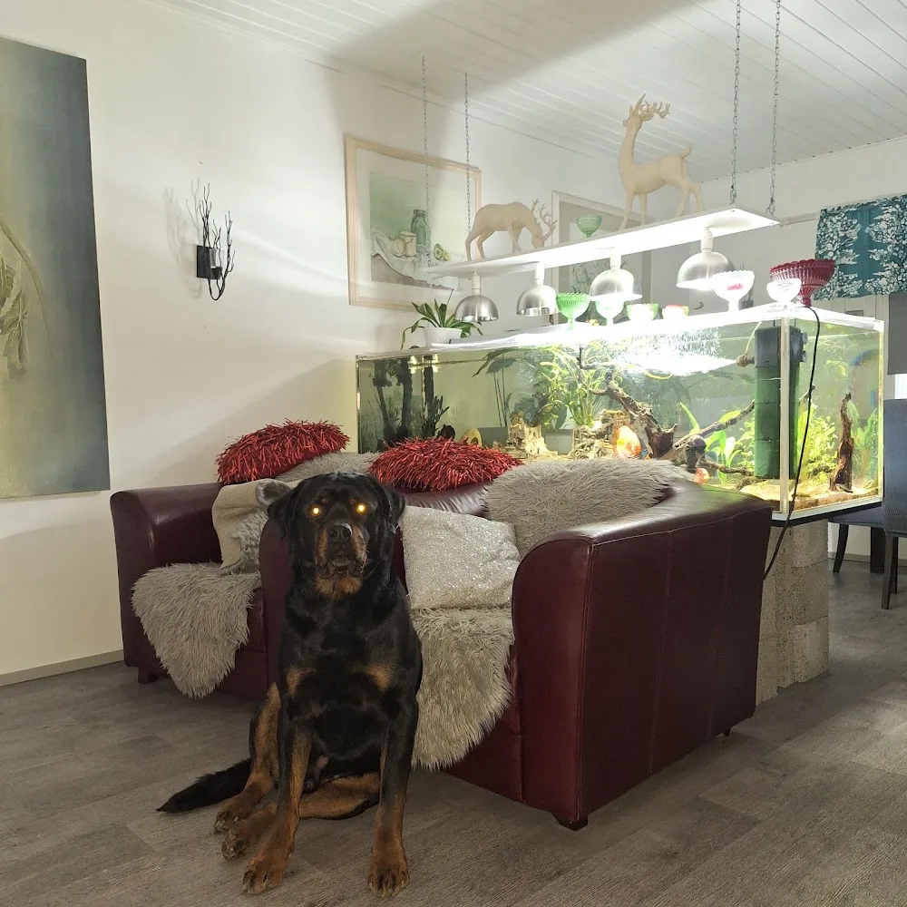 Porin koira ja kissahoitola Tuiskun rakkaat lemmikit. - Satakunta pet otel görseli 3