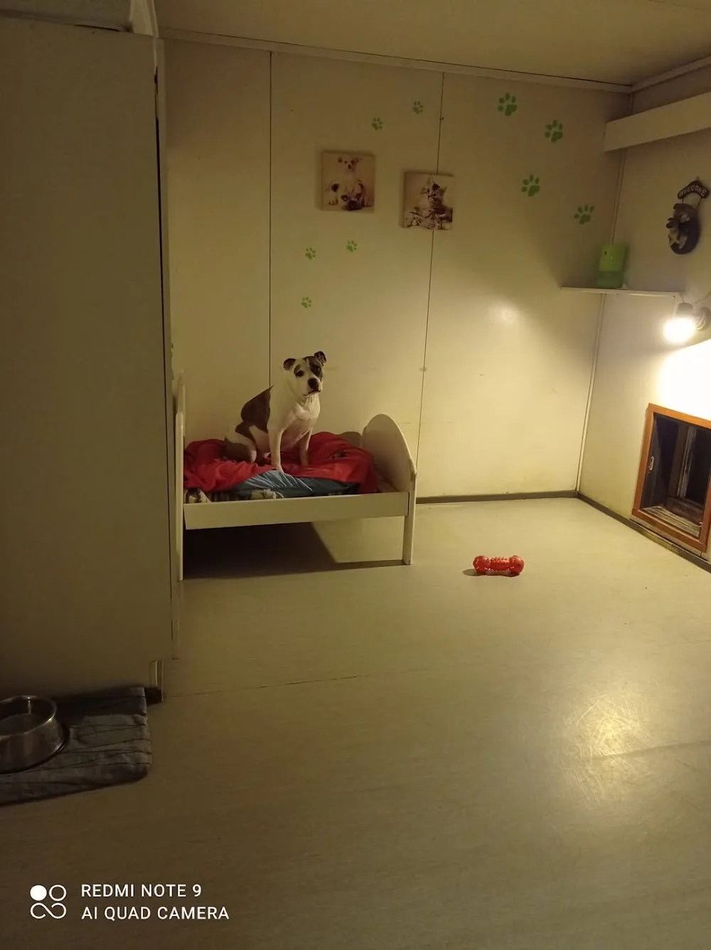 Porin koira ja kissahoitola Tuiskun rakkaat lemmikit. - Satakunta pet otel görseli 6