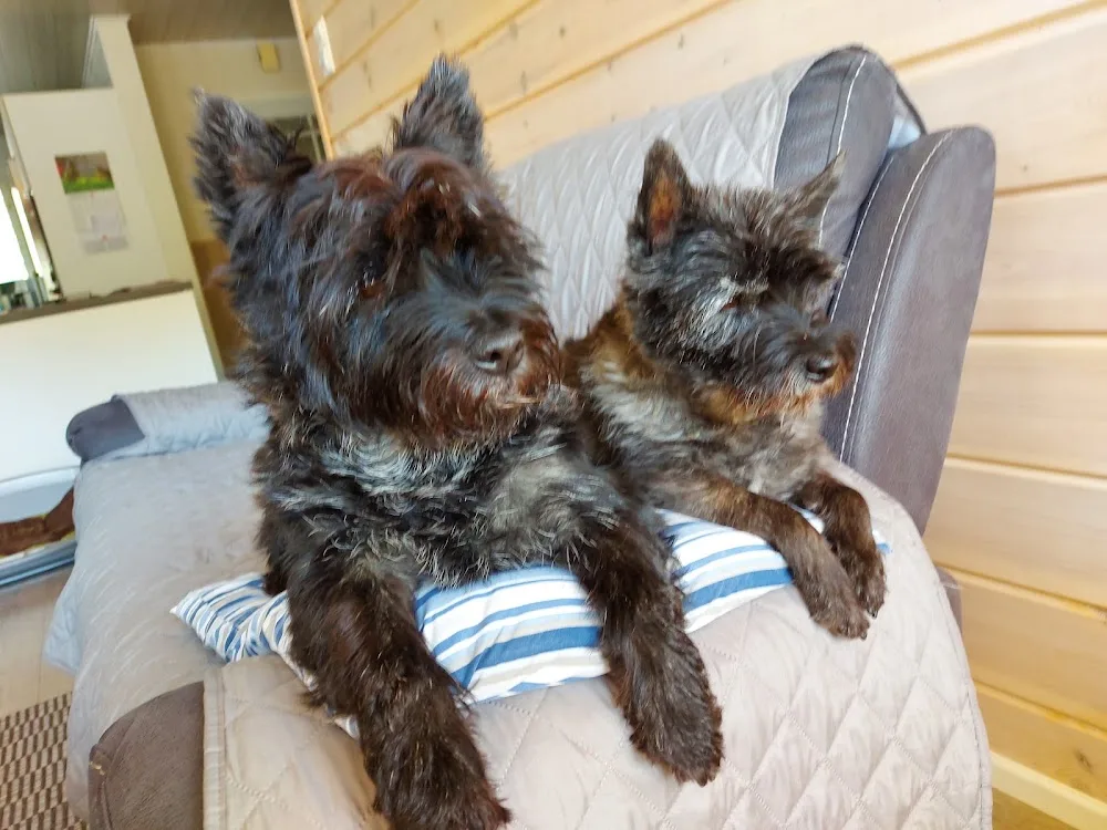 Trimmaamo Mari Reunanen - Satakunta pet otel