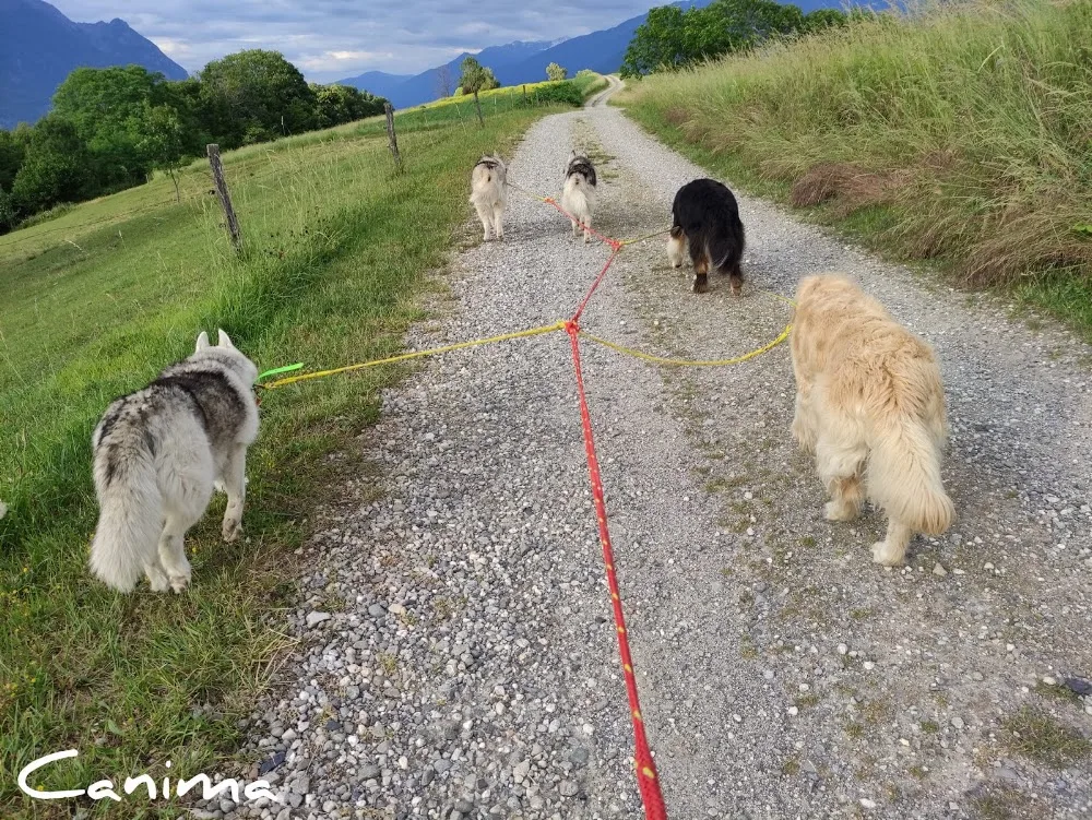 Canima - Education pension loisirs - Chien, chat & NAC - Savoie pet otel görseli 3