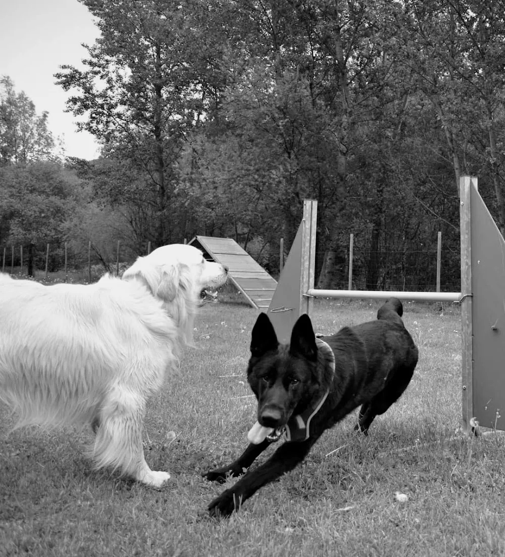 Centre D’Accueil et de Formation Canin Hte Tarentais - Savoie pet otel görseli 3